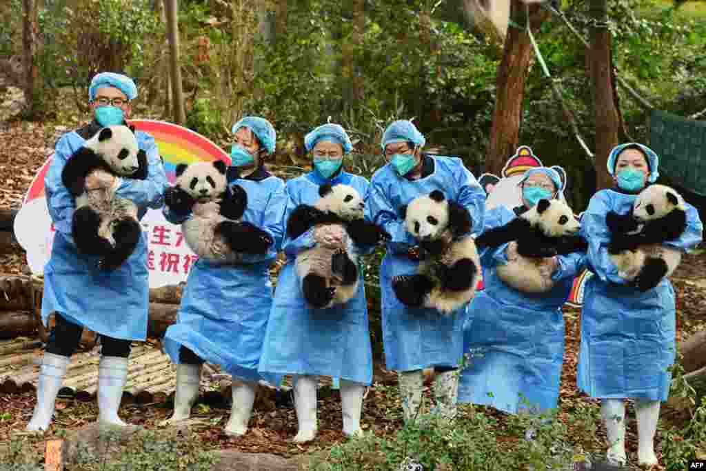 Чуварите на панди ги држат младенчињата пред Нова година во истражувачката база во Ченгду за одгледување џиновски панди во Ченгду, кинеската провинција Сечуан.