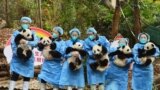 Panda keepers hold cubs ahead of the New Year at Chengdu Research Base of Giant Panda Breeding in Chengdu, China's Sichuan province.