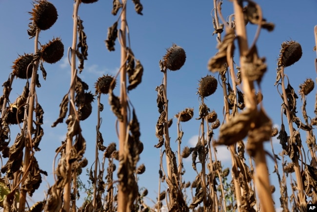 Dried sunflowers stand in Kochersberg, near Strasbourg, in eastern France, on Aug. 28, 2022.