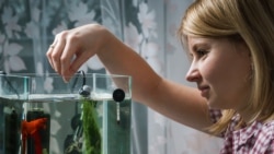 Quiz - How to Keep a Betta Fish