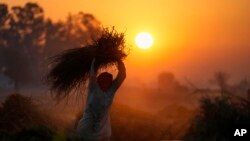 A farmer thrashes wheat crop after harvest early morning near the India-Pakistan border area of Ranbir Singh Pura, about 35 kilometers (22 miles) south of Jammu, India.