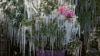 Icicles hang from ornamental plants at sunrise on Dec. 24, 2022, in Plant City, Fla. Farmers spray their crops with sprinklers to help protect them.
