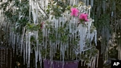 Icicles hang from ornamental plants at sunrise on Dec. 24, 2022, in Plant City, Fla. Farmers spray their crops with sprinklers to help protect them.