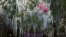 Icicles hang from ornamental plants at sunrise on Dec. 24, 2022, in Plant City, Fla. Farmers spray their crops with sprinklers to help protect them.