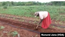 Mhuri idzi dziri kurima gariki, tsangamidzi ne turmeric d.zichidiridzira