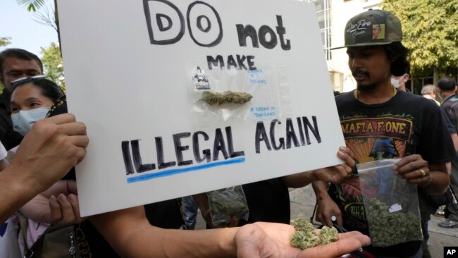 Cannabis supporters hold piece of cannabis during gather outside the Government House in Bangkok, Thailand, Nov. 22, 2022.