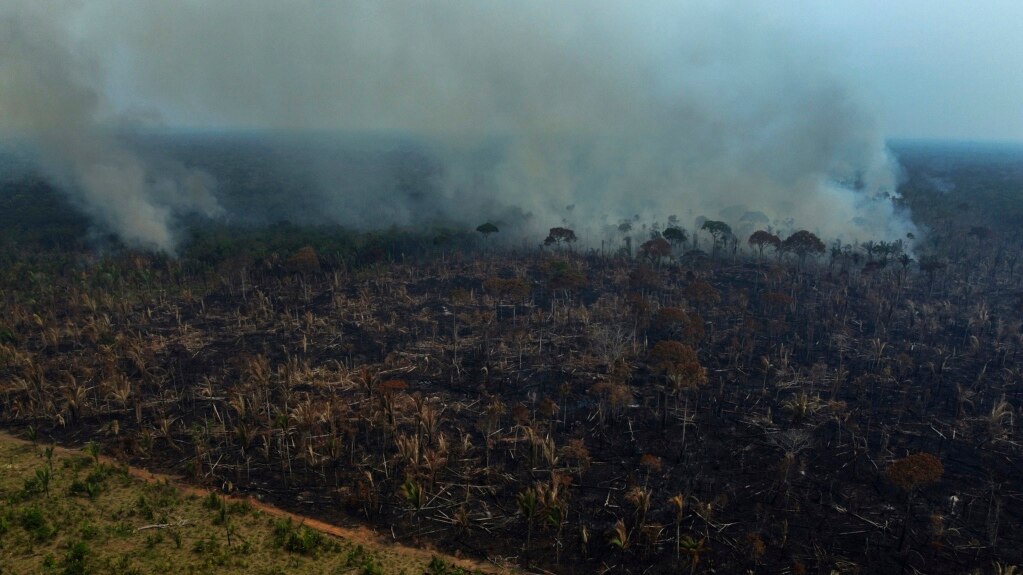 
Amazon Deforestation Rate Slows Somewhat Last Year
