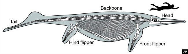 This illustration provided by Neil Kelley in 2022, depicts a skeletal reconstruction of the Triassic shonisaurus ichthyosaur next to a human swimmer for scale.