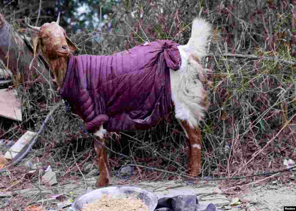 A goat wearing a jacket is seen on a farm on a cold winter morning in New Delhi, India.