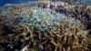 FILE - A school of fish swim above corals on Moore Reef in Gunggandji Sea Country off the coast of Queensland in eastern Australia on Nov. 13, 2022.