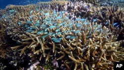FILE - A school of fish swim above corals on Moore Reef in Gunggandji Sea Country off the coast of Queensland in eastern Australia on Nov. 13, 2022.