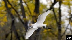 Seekor burung kuntul terbang di Suaka Margasatwa Internasional Sungai Detroit di Trenton, Michigan, 7 Oktober 2022. (AP /Carlos Osorio)