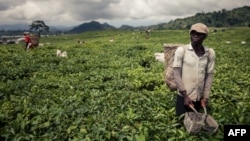 FILE - A worker harvests tea at a plantation on the outskirts of Buea, in Cameroon's Southwest region, April 27, 2018.