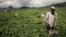 FILE - A worker harvests tea at a plantation on the outskirts of Buea, in Cameroon's Southwest region, April 27, 2018.