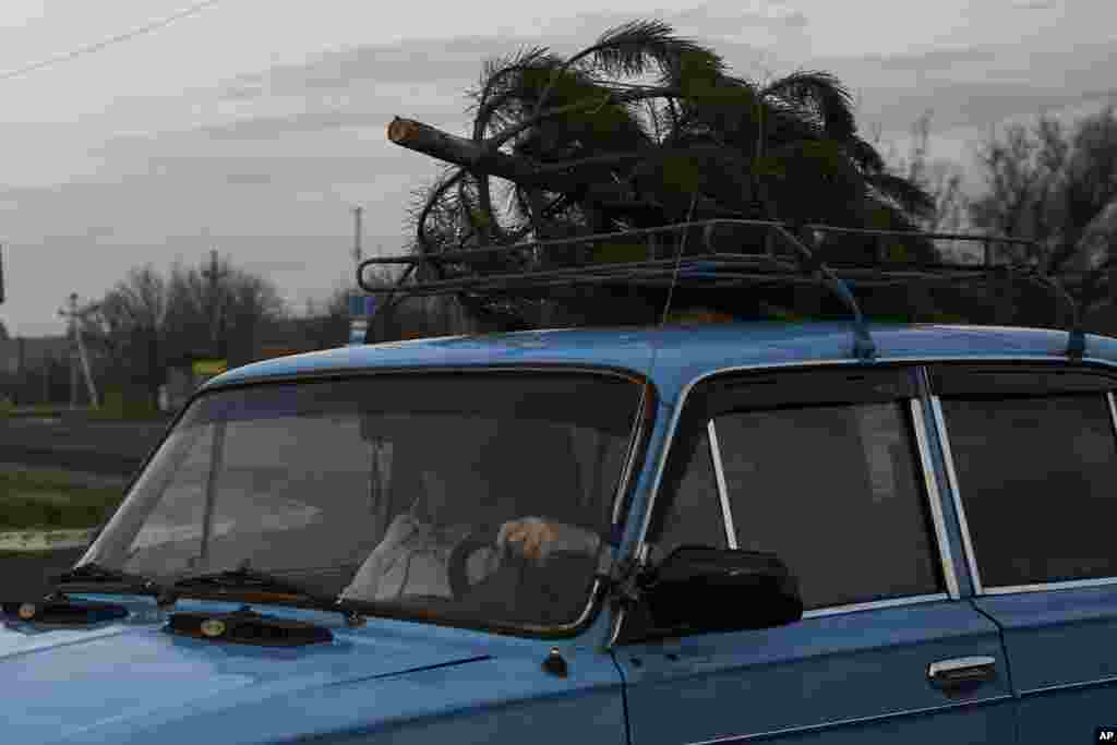 კადრი კრამატორსკიდან, სადაც ადგილობრივ ოჯახს საახალწლო ნაძვი სახლში მანქანით მიაქვს