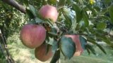 FILE - Apple hanging on a tree in Sopore town of Baramulla district of Jammu and Kashmir. (Picture for VOA by Bilal Hussain)