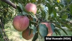 FILE - Apple hanging on a tree in Sopore town of Baramulla district of Jammu and Kashmir. (Picture for VOA by Bilal Hussain)