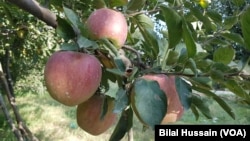 Apple hanging on a tree in Sopore town of Baramulla district of Jammu and Kashmir that contributes over 70% to India’s apple basket.