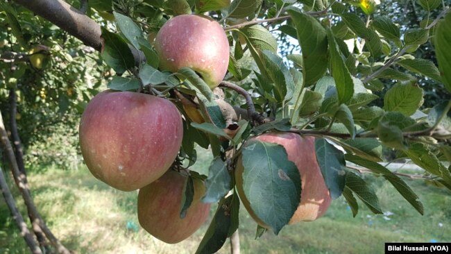 Apple hanging on a tree in Sopore town of Baramulla district of Jammu and Kashmir that contributes over 70% to India’s apple basket.