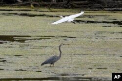 A great egret flies above a great blue heron in a wetland inside the Detroit River International Wildlife Refuge in Trenton, Mich., on Oct. 7, 2022. (AP Photo/Carlos Osorio)