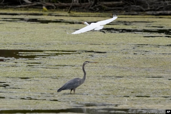 A great egret flies above a great blue heron in a wetland inside the Detroit River International Wildlife Refuge in Trenton, Mich., on Oct. 7, 2022. (AP Photo/Carlos Osorio)