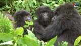 Thumbnail - Rwanda DRC Trade Gorilla