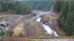 Promising Signs of Recovery on Undammed Elwha River