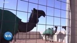 En Arabie saoudite, un hôtel pour chameaux de compétition