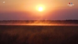 Կլիման սպառնում է Օջիբվեի սրբազան վայրի բրնձի գոյությանը Մինեսոտա նահանգում