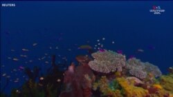 Մեծ արգելախութը «վտանգի տակ» է, հայտնում է ՄԱԿ-ի հանձնաժողովը_1.mp4