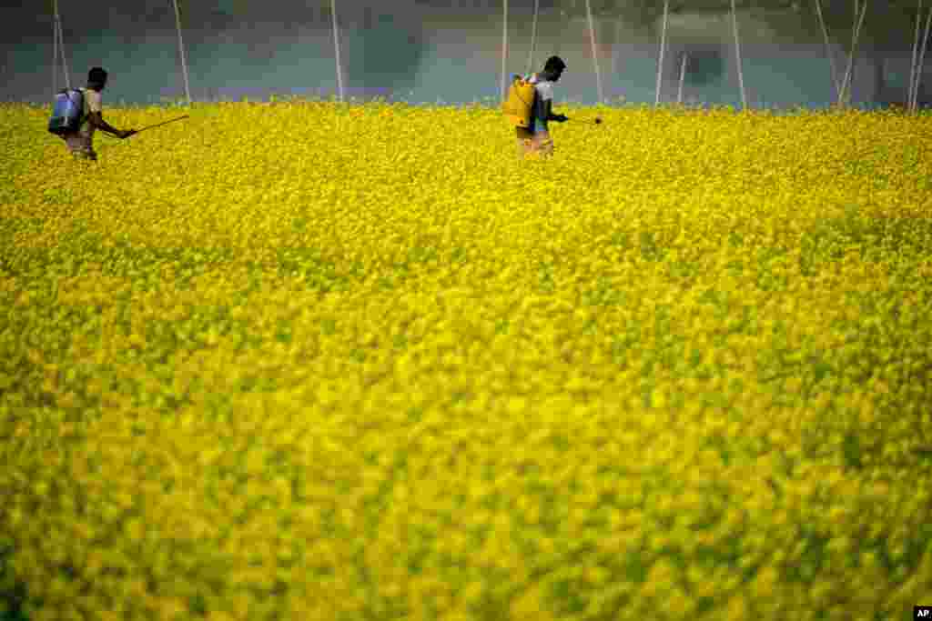 Farmers spray pesticides in a mustard field on the outskirts of Guwahati, India.