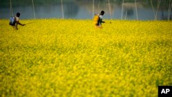 Farmers spray pesticides in a mustard field on the outskirts of Guwahati, India, Dec. 22, 2022. 