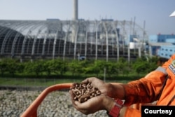 Biomassa berbentuk pelet yang siap digunakan dalam co-firing untuk menekan konsumsi batubara oleh PLN. (Foto: PLN)