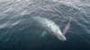Turisti u Kaliforniji slučajno naleteli na jedinstven prizor - rađanje sivog kita