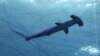 FILE - A hammerhead shark swims at the Miami Seaquarium in Miami, Fla., Nov. 27, 2019.