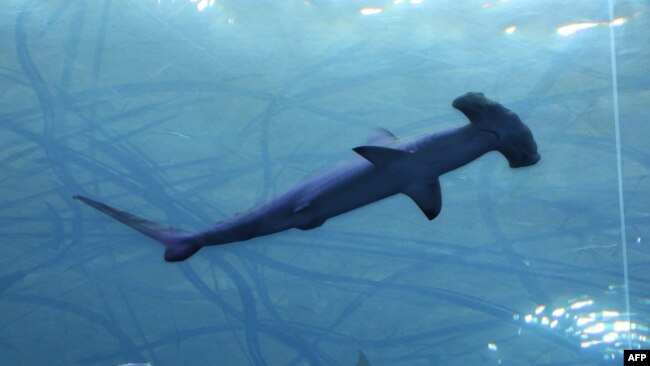 FILE - A hammerhead shark swims at the Miami Seaquarium in Miami, Fla., Nov. 27, 2019.