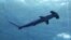 FILE - A hammerhead shark swims at the Miami Seaquarium in Miami, Fla., Nov. 27, 2019.