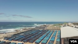 Abalone farm in Hermanus, South Africa