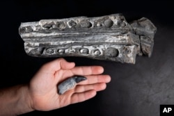 This photo provided by the Natural History Museum of Utah shows an ichthyosaur tooth, in hand, and a snout fragment, top, in 2022. (Natural History Museum of Utah via AP)