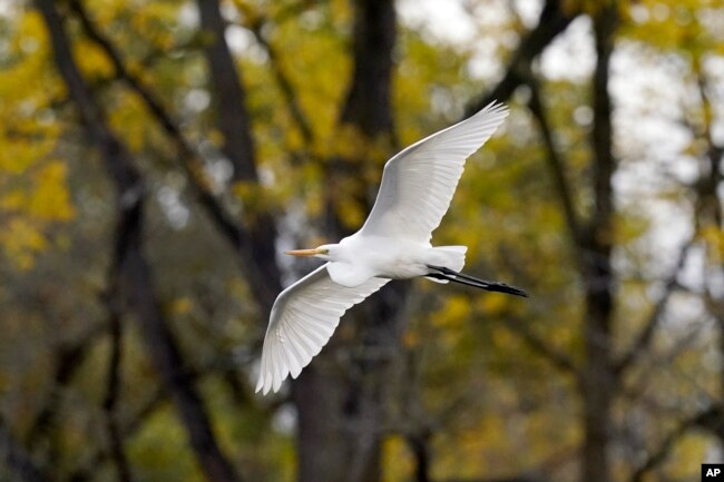 A great egret flies inside the Detroit River International Wildlife Refuge in Trenton, Mich., Oct. 7, 2022. (AP Photo/Carlos Osorio)