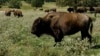 More Bison Returning to Native American Lands