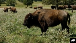 A herd of bison grazes during midday at a Cherokee Nation ranch in northeastern Oklahoma on Sept. 27, 2022. (AP Photo/Audrey Jackson)