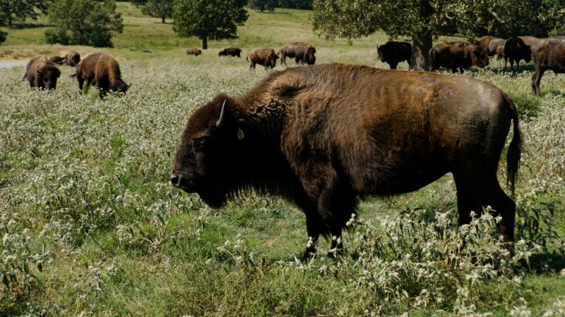 More Bison Returning to Native American Lands