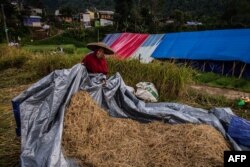 Seorang warga yang tinggal di tenda darurat setelah gempa bumi pada bulan November, memanen sayuran dan beras dari ladangnya di desa Cibereum di Cianjur, 17 Desember 2022. (ADITYA AJI/AFP)