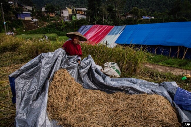 Seorang warga yang tinggal di tenda darurat setelah gempa bumi pada bulan November, memanen sayuran dan beras dari ladangnya di desa Cibereum di Cianjur, 17 Desember 2022. (ADITYA AJI/AFP)