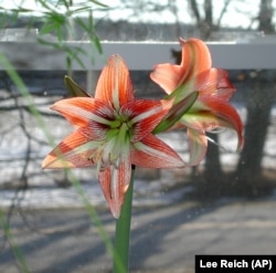 FILE - This undated photo shows an Amaryllis in bloom with its big, showy flower in New Paltz, New York. (AP Photo/Lee Reich)