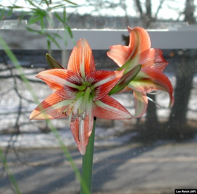 FILE - This undated photo shows an Amaryllis in bloom with its big, showy flower in New Paltz, New York. (AP Photo/Lee Reich)