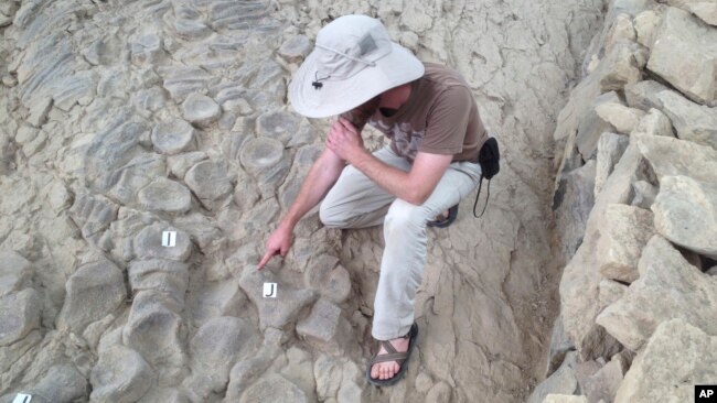 This photo provided by Neil Kelley shows a researcher next to an ichthyosaur skeleton at Nevada's Berlin-Ichthyosaur State Park in 2014.