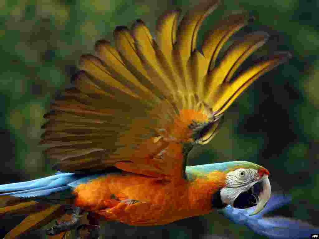 A macaw parrot flies at a show in Kuwait City.