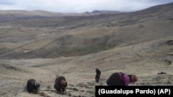 Campesinos peruanos cosechan papas en un campo cerca de la comunidad de Cconchaccota, en la región Apurímac de Perú, el 26 de noviembre de 2022